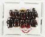 Scientific lot no. 1234 Coprophaga (10 pcs)