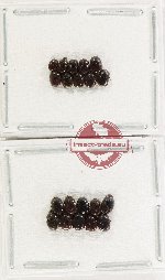 Scientific lot no. 1228 Coprophaga (20 pcs)