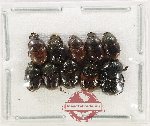 Scientific lot no. 1233 Coprophaga (10 pcs)