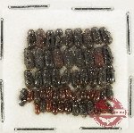 Scientific lot no. 1245 Aphodiinae (54 pcs)