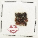 Scientific lot no. 1244 Aphodiinae sp. mix (18 pcs)