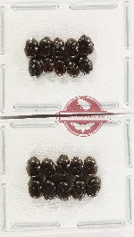 Scientific lot no. 1231 Coprophaga (20 pcs)