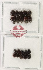 Scientific lot no. 1232 Coprophaga (20 pcs)