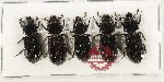 Scientific lot no. 206 Passalidae (5 pcs)