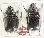 Scientific lot no. 6 Dynastinae (2 pcs A-)
