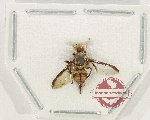 Diptera sp. 64