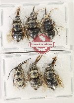 Scientific lot no. 627 Hymenoptera (6 pcs)
