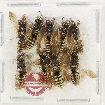 Scientific lot no. 628 Hymenoptera (9 pcs)