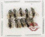 Scientific lot no. 634 Hymenoptera (10 pcs)