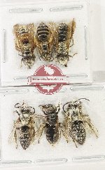 Scientific lot no. 632 Hymenoptera (6 pcs)
