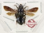 Hymenoptera sp. 147 (A2)
