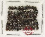 Lymnichidae Scientific lot no. 17 (78 pcs)