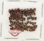 Scientific lot no. 273 Dytiscidae (90 pcs)
