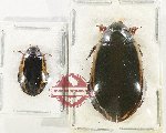 Scientific lot no. 268 Dytiscidae (2 pcs)