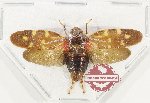 Cercopidae sp. 46 (10 pcs)