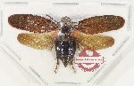 Cercopidae sp. 45