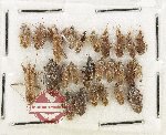 Scientific lot no. 1585 Heteroptera (26 pcs)