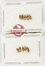 Scientific lot no. 1582 Heteroptera (10 pcs)
