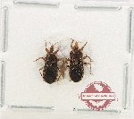 Scientific lot no. 1584 Heteroptera (2 pcs)