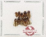Scientific lot no. 1239 Coprophaga (Aphodiinae) (10 pcs)
