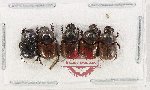 Scientific lot no. 1215 Coprophaga (5 pcs)