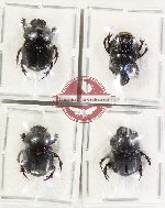 Scientific lot no. 1224 Coprophaga (Onthophagus spp.) (4 pcs - 1 pc A2)