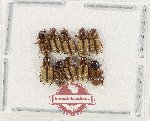 Scientific lot no. 1237 Coprophaga (10 pcs)