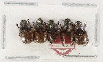 Scientific lot no. 1218 Coprophaga (5 pcs)