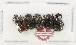 Scientific lot no. 1216 Coprophaga (5 pcs)