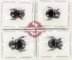 Scientific lot no. 1226 Coprophaga (4 pcs - 2 pcs A2)