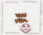 Scientific lot no. 1241 Coprophaga (Aphodiinae) (10 pcs)