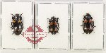 Scientific lot no. 281 Erotylidae (3 pcs)
