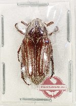 Engertia sp. 3 (A-)