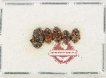 Scientific lot no. 249 Nitidulidae (5 pcs)