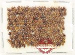 Scientific lot no. 257 Nitidulidae (ca 200 pcs)