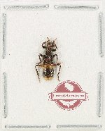 Cleridae sp. 57