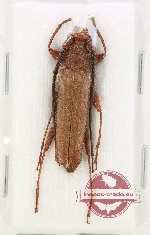 Cerambycinae sp. 14 (A2)