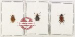 Scientific lot no. 33 Lagriidae (3 pcs)