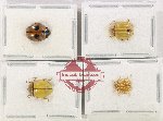 Scientific lot no. 173 Coccinelidae (4 pcs)