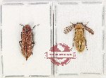 Scientific lot no. 14 Callirhipidae (1 pair)