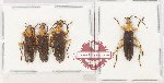 Scientific lot no. 9 Oedemeridae (4 pcs - 1 pc A2)
