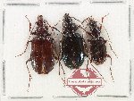 Scientific lot no. 1080 Carabidae (3 pcs)