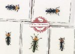Scientific lot no. 66 Languridae (5 pcs)