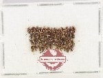 Scientific lot no. 277 Dytiscidae (50 pcs)