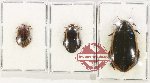 Scientific lot no. 265 Dytiscidae (3 pcs)