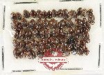 Scientific lot no. 272 Dytiscidae (62 pcs)