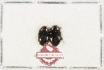 Scientific lot no. 267 Dytiscidae (2 pcs)