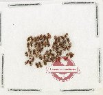 Scientific lot no. 274 Dytiscidae (57 pcs)
