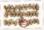 Scientific lot no. 752 Chrysomelidae (30 pcs)