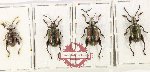 Scientific lot no. 746 Chrysomelidae (Sagra sp.) (4 pcs - 3 pcs A-)